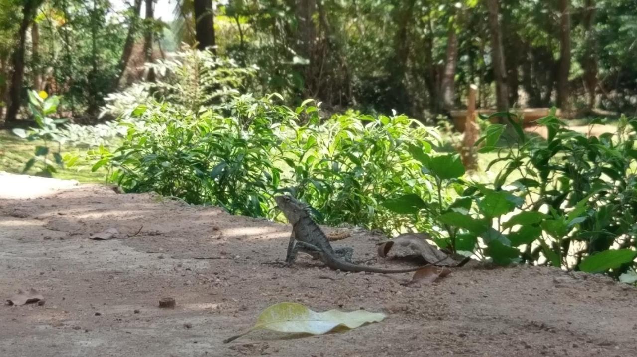 דמבולה Nature'S Lake View Sigiriya מראה חיצוני תמונה